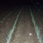 ネギ　定植　231029